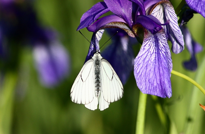 iris e farfalle